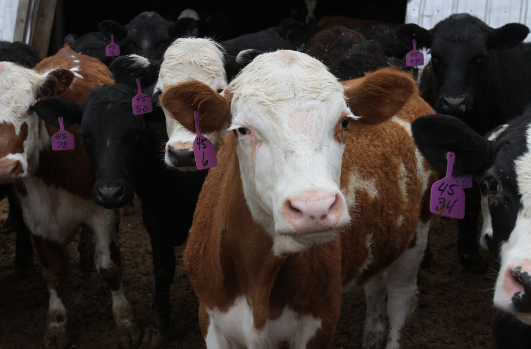 cows